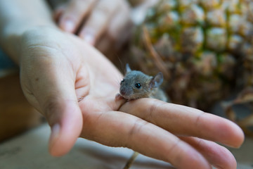 Adorable mouse mice in the hand of a person 