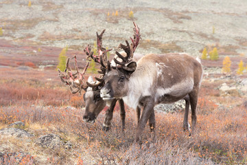Portrait of a curious reindeer couple grazing in its natural taiga habitat on an autumn day. Khuvsgol, Mongolia.