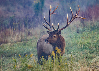 Benezette Elk