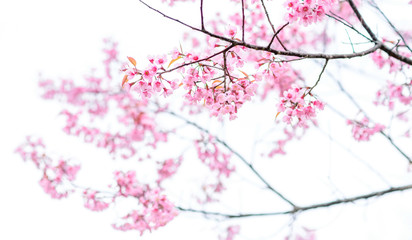 Obraz na płótnie Canvas Sakura blossom
