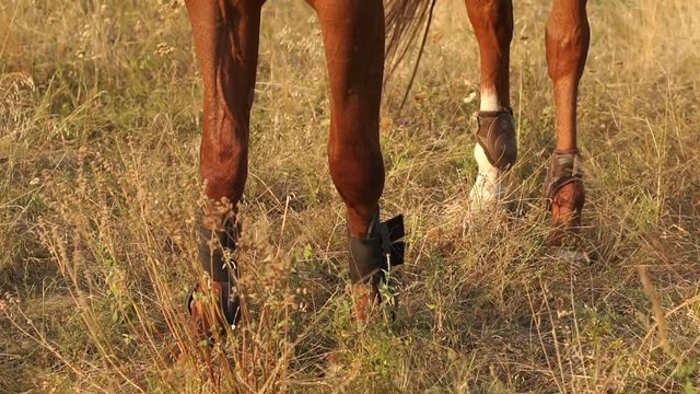 Close-up of legs of a brown horse on the dry grass.