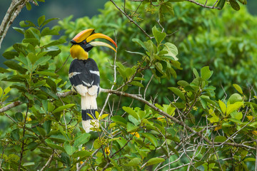 Great Hornbill holding branch of tree in forest