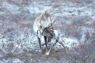 Portrait of a baby reindeer suckling on its mother. Khuvsgol, Mongolia.
