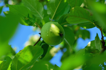 Green apple on apple tree branch close-up