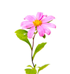 Beautiful daisy flowers isolated on  background