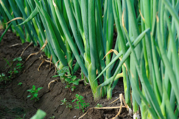 Obraz premium green Chinese onion crops in growth at field