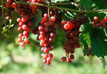 Close up on red grapes and leaves in the farm