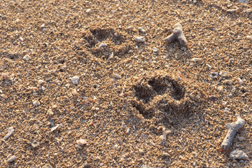 Footprints of dog on Sanur beach, Bali