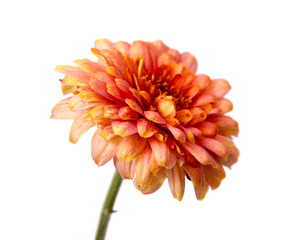 Chrysanthemum flower on a long stem on a white background