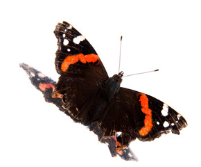 Fototapeta na wymiar Single monarch butterfly isolated on white background