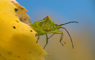 Macro photo of a hawtorn shield bug, Acanthosoma haemorrhoidale on birch leaf in autumn