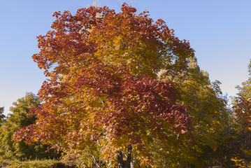autumn landscape in the mid-latitudes autumn gold