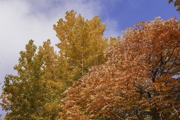 Fototapeta premium autumn landscape in the mid-latitudes autumn gold