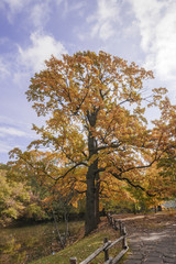 autumn landscape in the mid-latitudes autumn gold