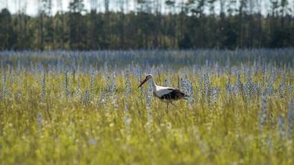 Obraz na płótnie Canvas White stork walking in the field
