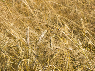 Field of rye with ears close-up background, selective focus, shallow DOF