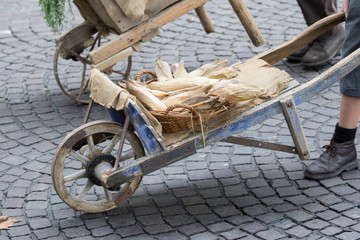 Asti, Italy - September 10, 2017: farmer carries corn cobs on an old wooden chariot © mazzamazza