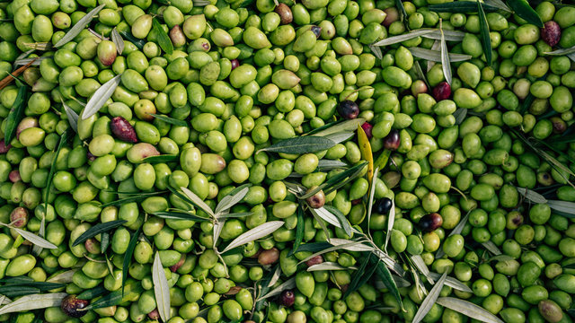 Texture of green olives during harvesting