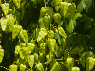 Golden Rain tree, Koelreuteria paniculata, unripe seed pods close-up, selective focus, shallow DOF