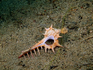 Shell of mollusc