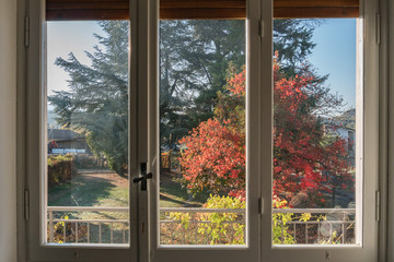 autumn leaves tree from window