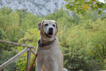 Portrait of cream labrador retriever dog in the nature