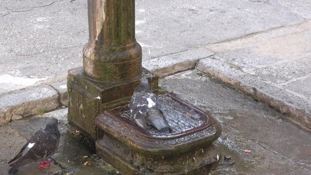 Pigeons bathe in water from the old water column. Venice, Italy