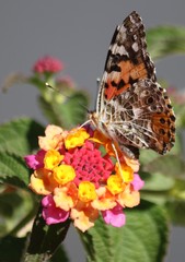  Close up of Butterfly on yellow, orange and pink flower