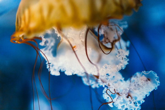 Close up of jellyfish