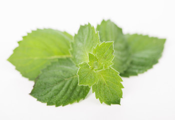 Fresh raw mint leaves isolated