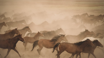 Horses run gallop in dust