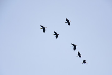 A flocking of Plain-pouched hornbill, Aceros subruficollis, Thailand 