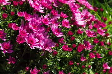 Fototapeta premium Pink chrysanthemums on flowerbed in the garden