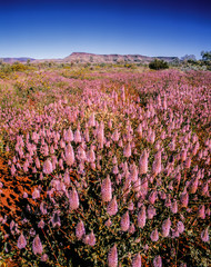 Mullaa Mullaa, Pilbara © Janelle