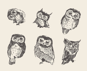 Set vector drawn owls vintage style