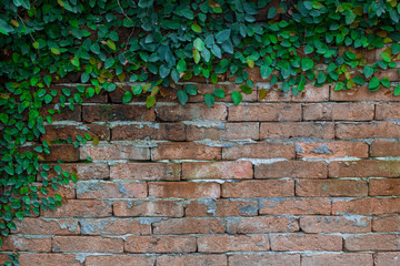 The wall is made of brick . Creepers are on the wall. Makes sense retro. Also known as a vintage...