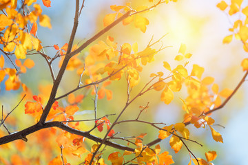 Naklejka na ściany i meble Sunny autumn day in the park, colorful tree leaves