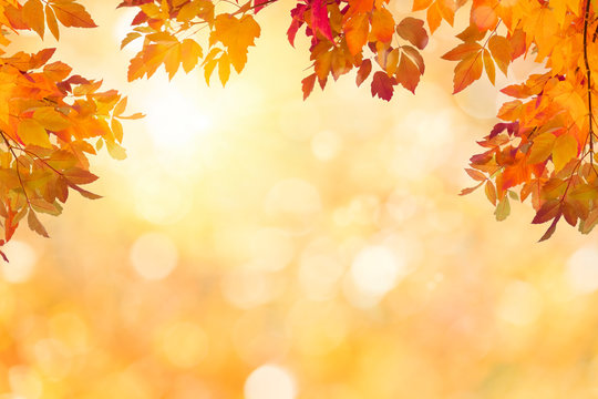 Sunny autumn day with colorful leaves background