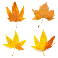 Obraz premium autumn maple leafs