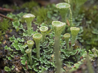 Trumpet pixie lichen, Trompetenflechte (Cladonia fimbriata)