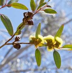 Eucalyptus tree branch