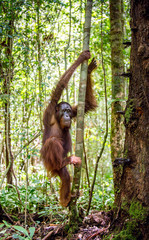Young male of Bornean Orangutan on the tree in a natural habitat. Bornean orangutan in the wild nature. Rainforest of Island Borneo. Indonesia.
