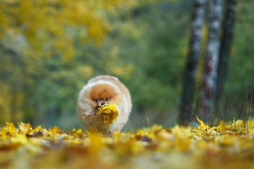 Dog breeds German spitz runs with an armful of maple leaves in the teeth, autumn, yellow fallen leaves