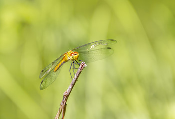 resting dragonfly