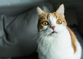 Ginger and white hilarious cat looking at you with funny bulging eyes