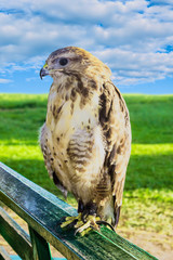 Large predatory bird eagle in captivity, sitting on a wooden railing on a background of green grass and blue sky