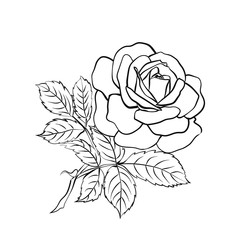 Rose sketch on white background