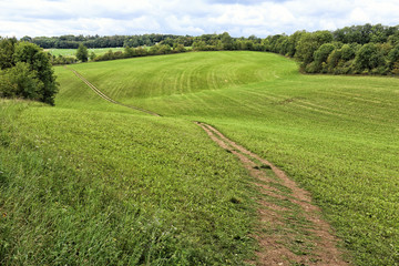 Fototapeta na wymiar Downy green pastures with the field road