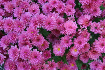 pink flower dahlia