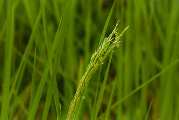 rice